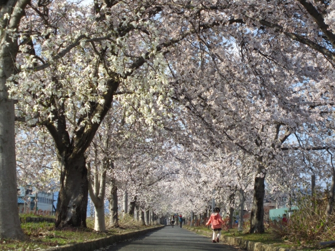 まほろばの緑道の桜は満開です！
