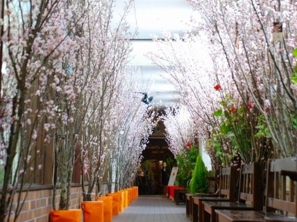 ■一足早いお花見はいかが?啓翁桜回廊のご案内/高畠ワイナリー