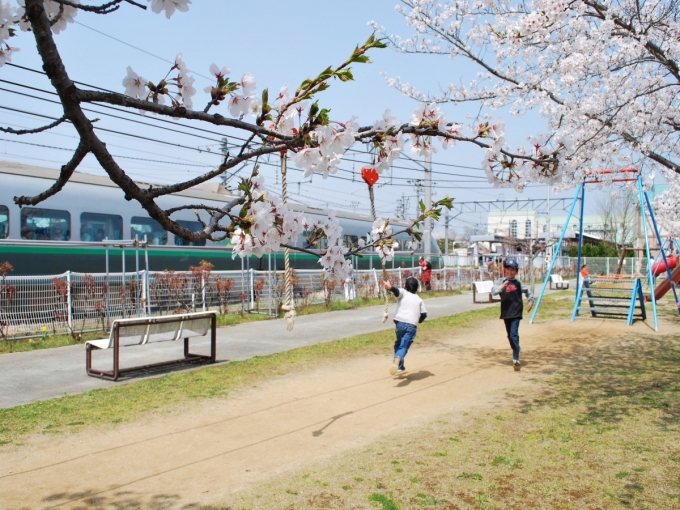 ■そろそろ、桜の見ごろが気になりませんか??高畠町や周辺の桜の開花予想です