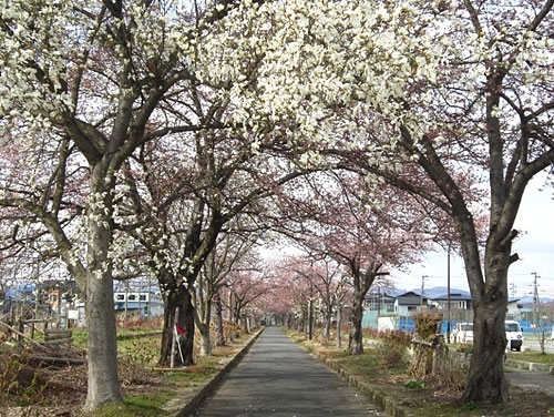 ■桜の開花情報♪『まほろばの緑道』の桜が咲き始めました♪今週末が見ごろです♪