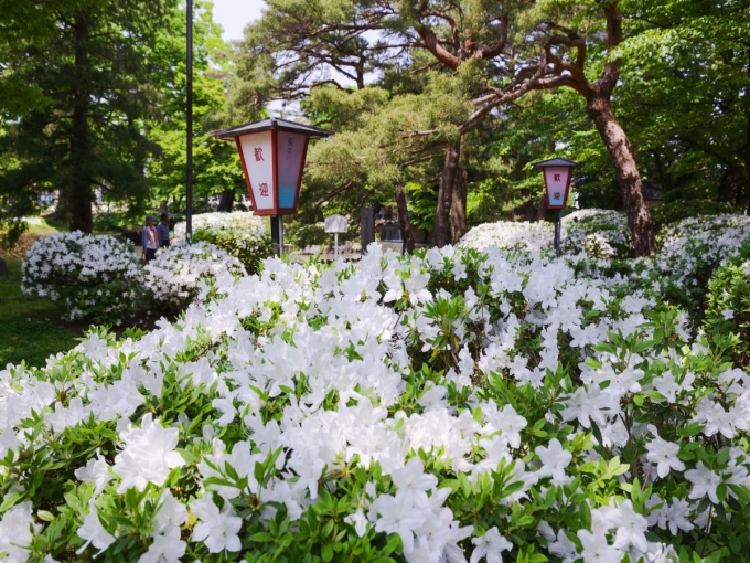 ■季節の彩り花[バラ・つつじ・あやめ・ゆり・ダリヤ]の名所巡りはいかがでしょう