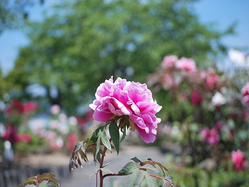 ■まほろば冬咲きぼたんまつりのボタンが大輪の花をさかせ満開です♪