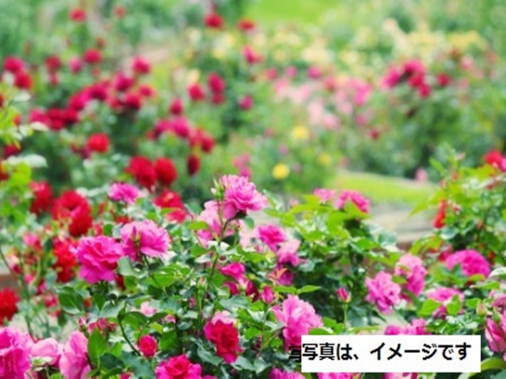 ●季節の花の名所巡り、双松バラ園丘のバラ園で美しい米沢盆地を一望できます。