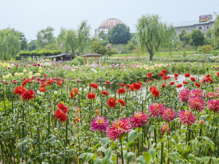 ●季節の花の名所巡り、650種10万本のダリヤが咲く日本最大規模の観光ダリヤ園
