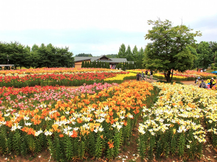 ●季節の花の名所巡り、『いいでどんでん平ゆり園』東北最大級のゆり園のご案内