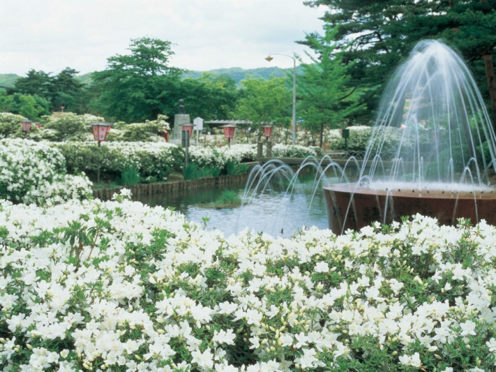 ●季節の花の名所巡り、長井市の白つつじ公園琉球白つつじが初夏の長井を彩ります