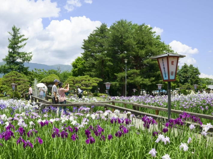 ●季節の花の名所巡り、長井市のあやめ公園でしか見られない品種が存在します