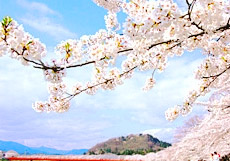 檜內川的櫻花