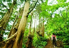 Osado Ishina Natural Cedar Forest